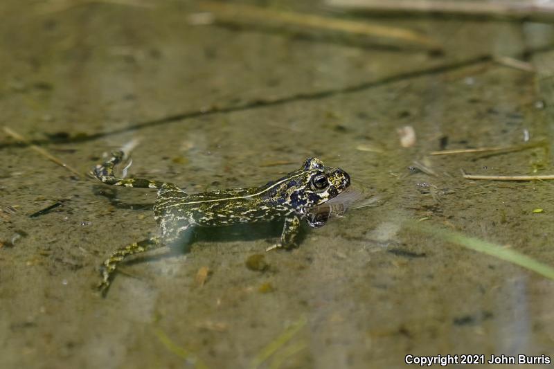 Black Toad (Anaxyrus exsul)