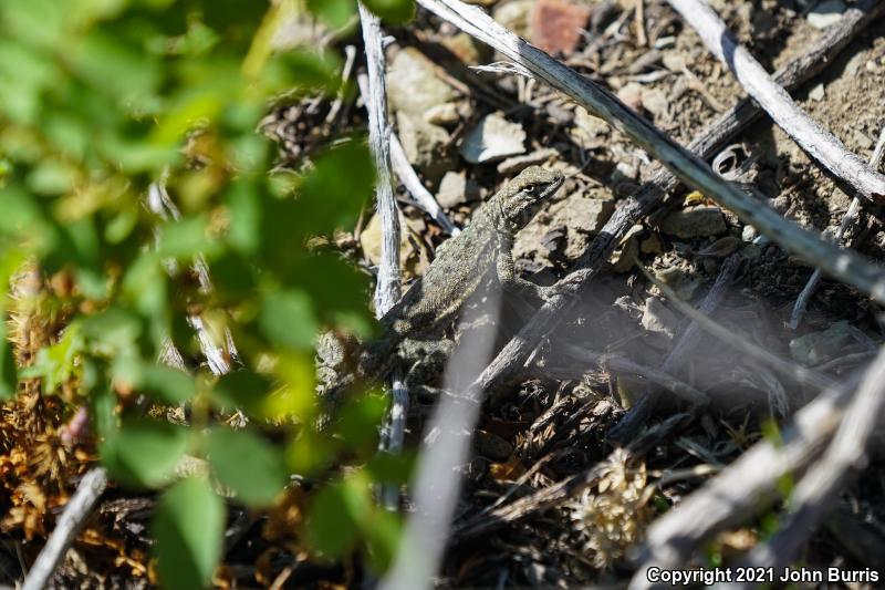 Nevada Side-blotched Lizard (Uta stansburiana nevadensis)