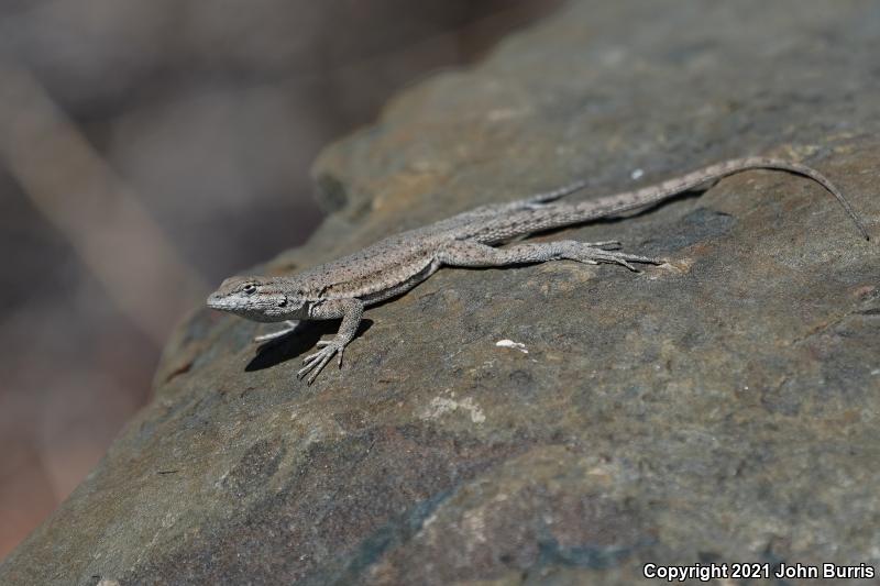 Nevada Side-blotched Lizard (Uta stansburiana nevadensis)