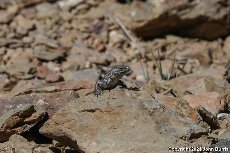 Northern Sagebrush Lizard (Sceloporus graciosus graciosus)