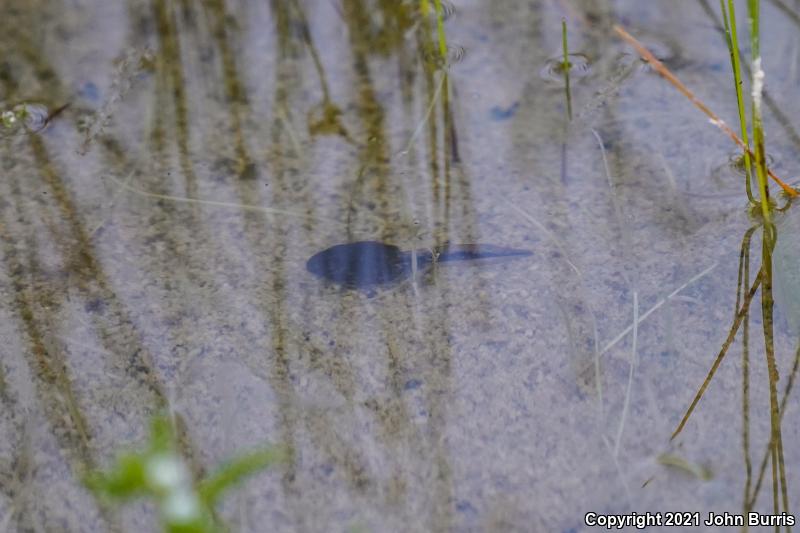 Amargosa Toad (Anaxyrus nelsoni)