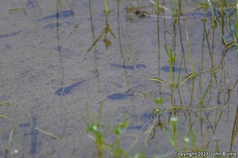 Amargosa Toad (Anaxyrus nelsoni)