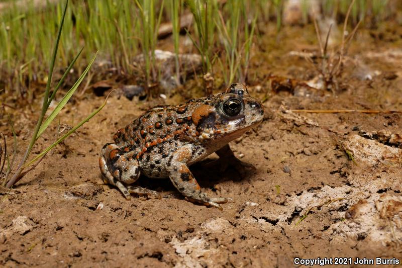 Amargosa Toad (Anaxyrus nelsoni)