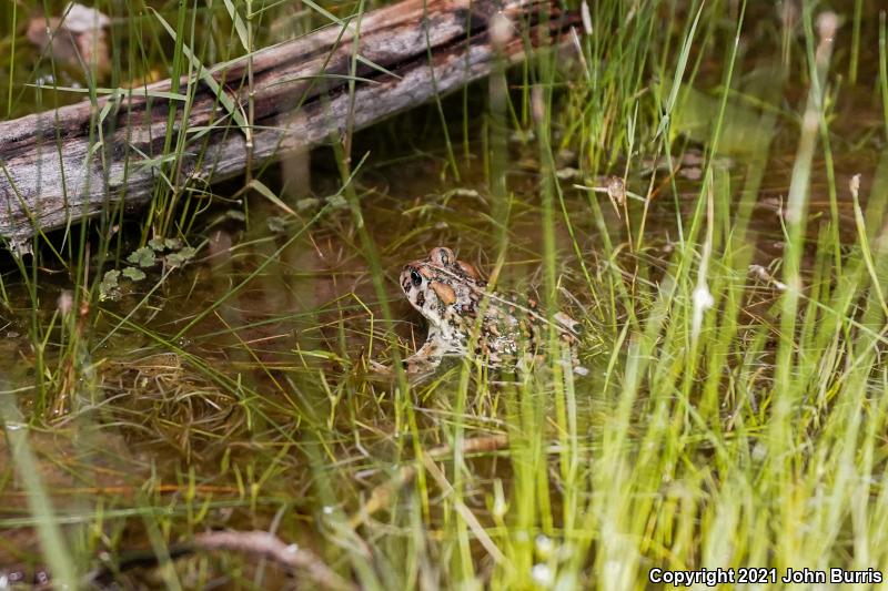 Amargosa Toad (Anaxyrus nelsoni)