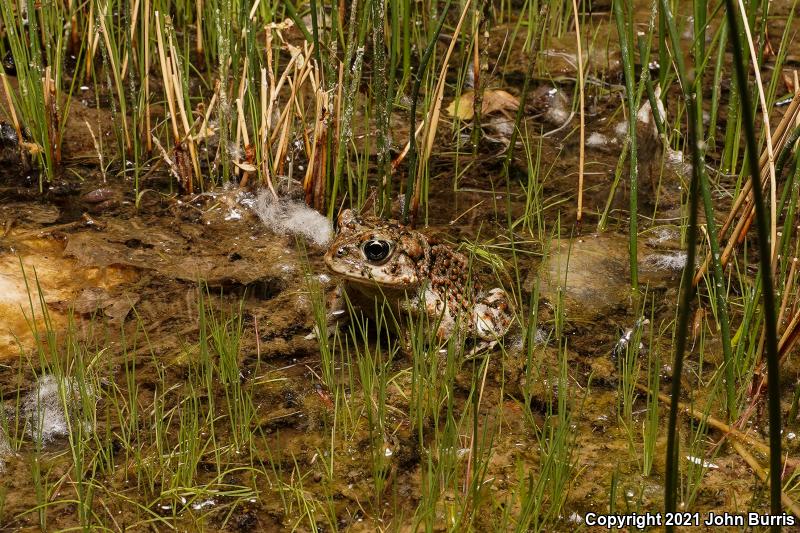 Amargosa Toad (Anaxyrus nelsoni)