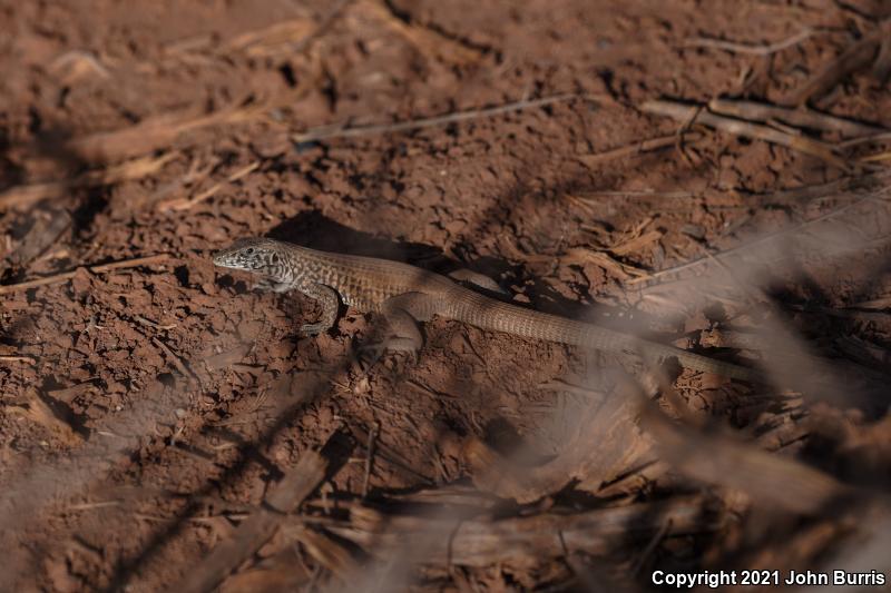 Northern Whiptail (Aspidoscelis tigris septentrionalis)