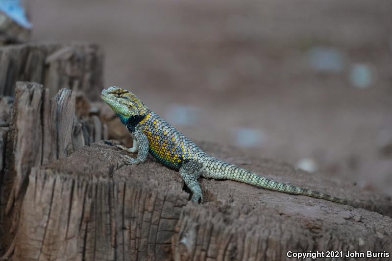 Orange-headed Spiny Lizard (Sceloporus magister cephaloflavus)