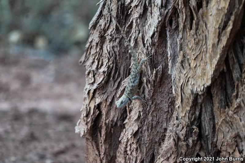 Orange-headed Spiny Lizard (Sceloporus magister cephaloflavus)