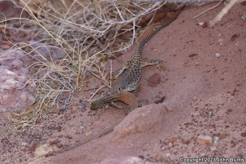 Northern Whiptail (Aspidoscelis tigris septentrionalis)