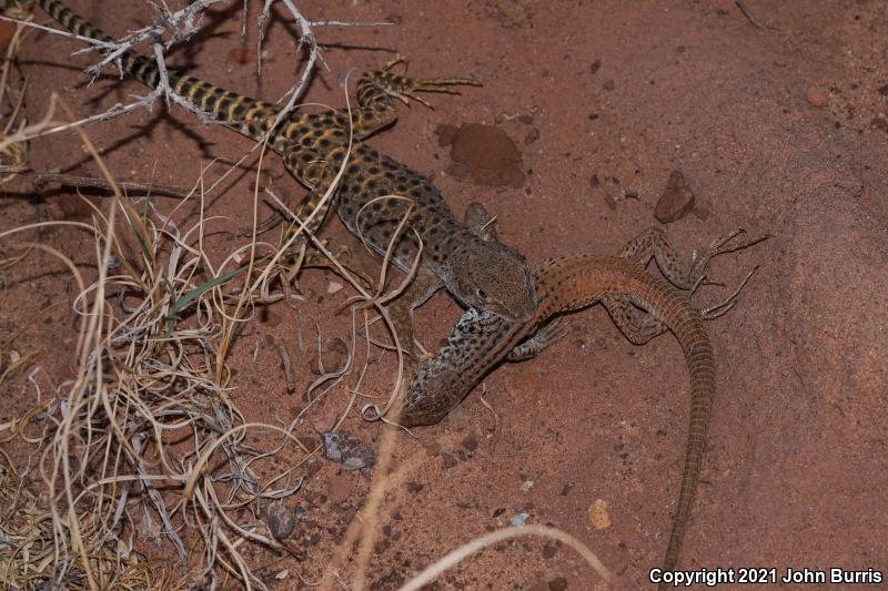 Northern Whiptail (Aspidoscelis tigris septentrionalis)