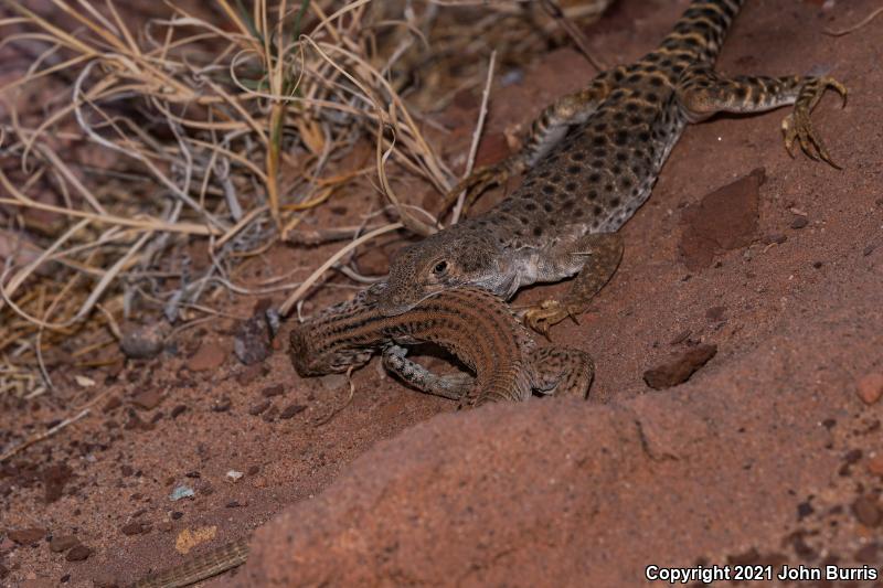 Longnose Leopard Lizard (Gambelia wislizenii)