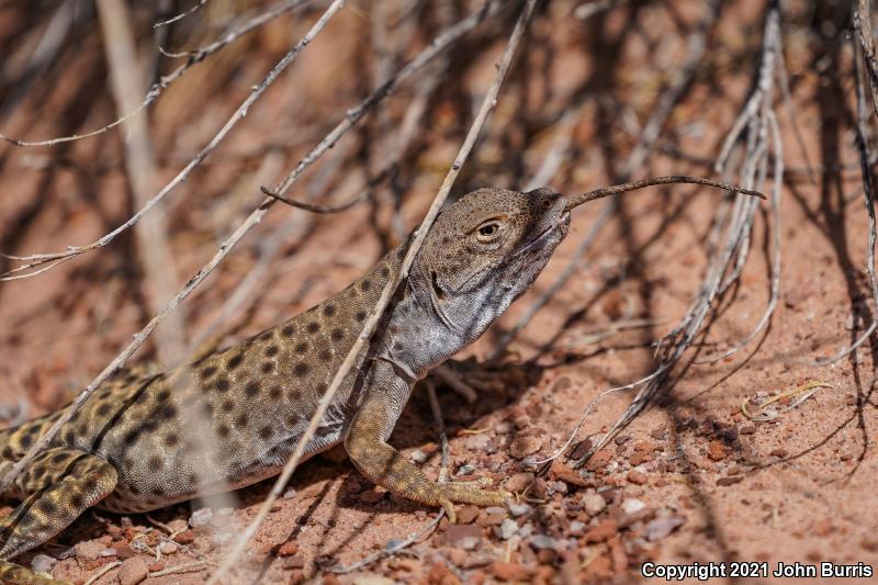 Longnose Leopard Lizard (Gambelia wislizenii)