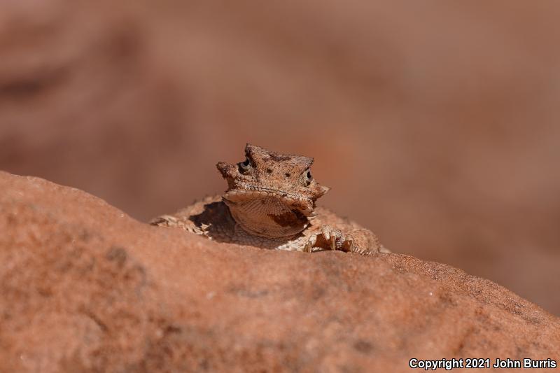 Desert Horned Lizard (Phrynosoma platyrhinos)