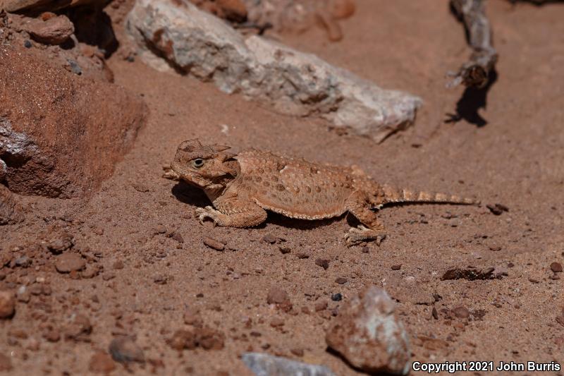 Desert Horned Lizard (Phrynosoma platyrhinos)