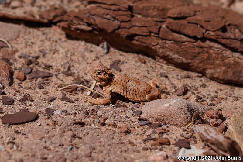 Southern Desert Horned Lizard (Phrynosoma platyrhinos calidiarum)