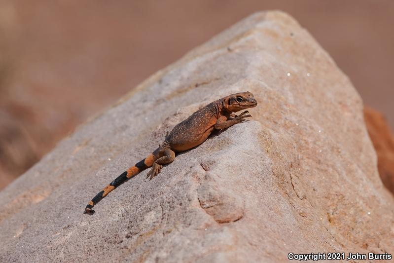 Common Chuckwalla (Sauromalus ater)