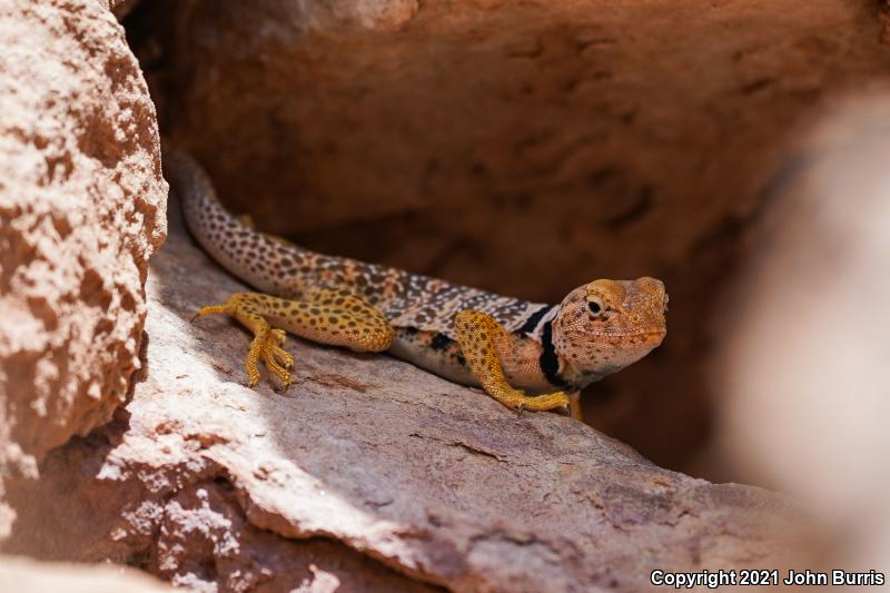 Great Basin Collared Lizard (Crotaphytus bicinctores)