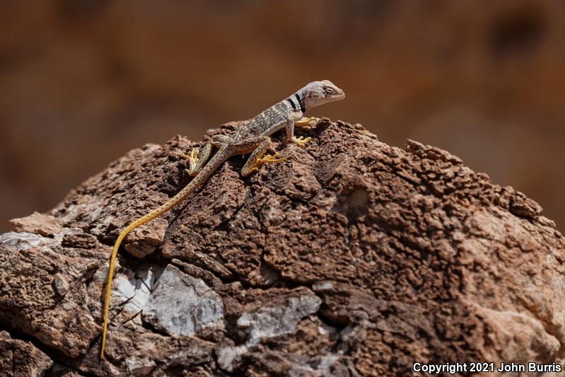 Great Basin Collared Lizard (Crotaphytus bicinctores)