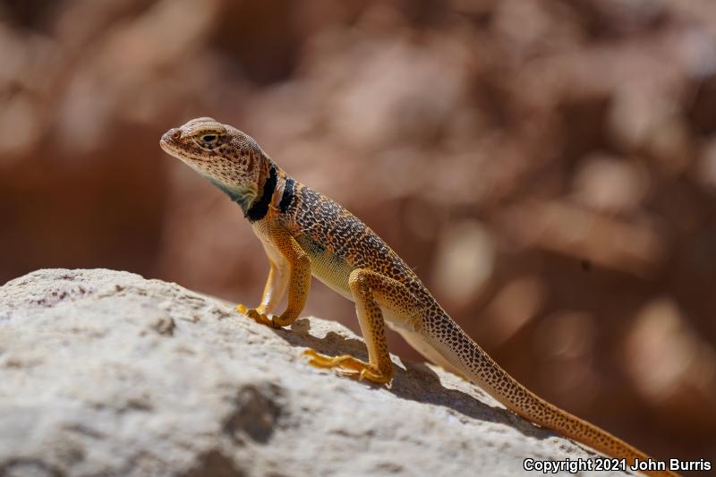 Great Basin Collared Lizard (Crotaphytus bicinctores)