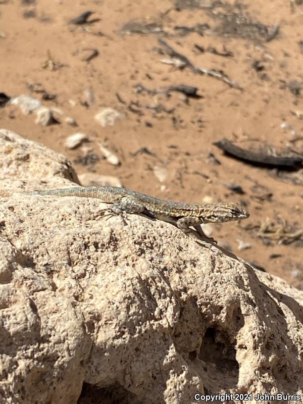 Western Side-blotched Lizard (Uta stansburiana elegans)