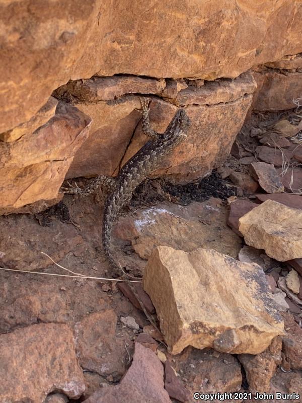 Desert Spiny Lizard (Sceloporus magister)