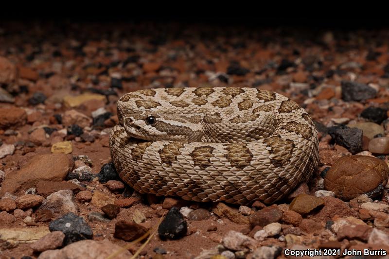 Grand Canyon Rattlesnake (Crotalus oreganus abyssus)