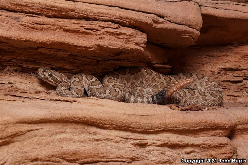 Grand Canyon Rattlesnake (Crotalus oreganus abyssus)