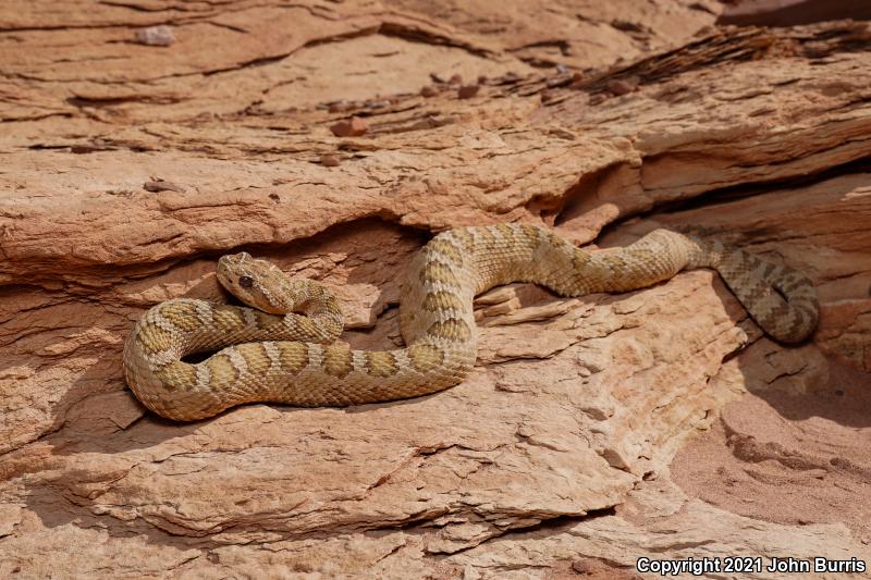 Grand Canyon Rattlesnake (Crotalus oreganus abyssus)