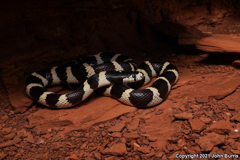 California Kingsnake (Lampropeltis getula californiae)