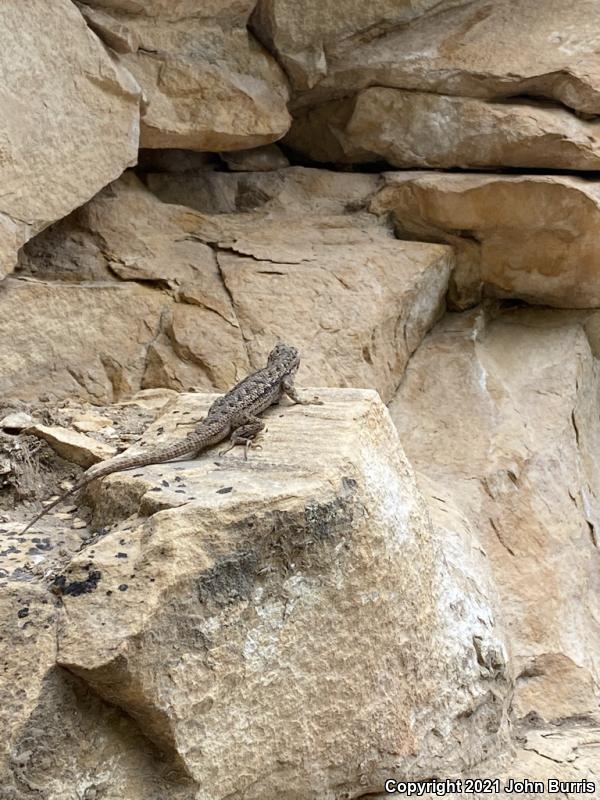 Great Basin Fence Lizard (Sceloporus occidentalis longipes)