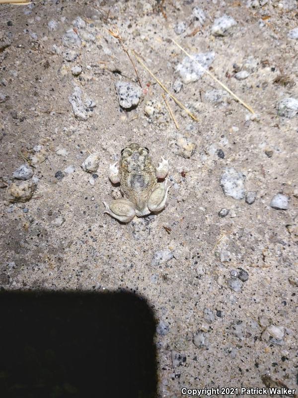 Western Spadefoot (Spea hammondii)