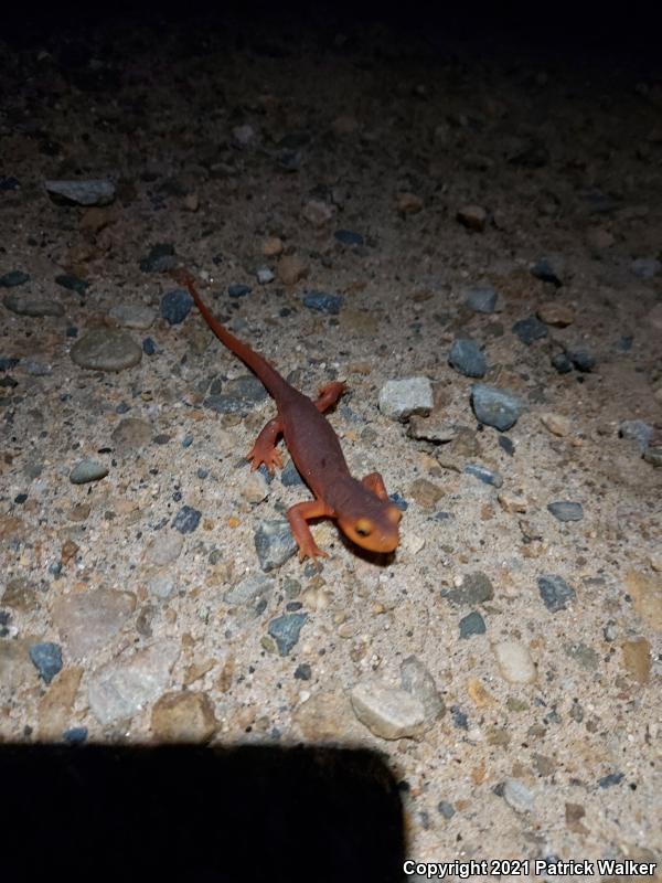 California Newt (Taricha torosa)