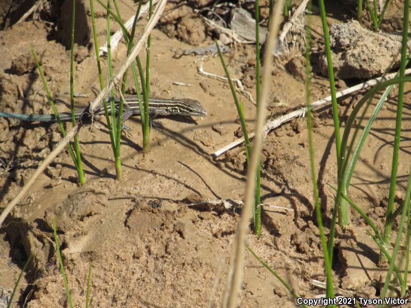 Plateau Striped Whiptail (Aspidoscelis velox)