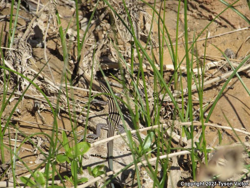 Plateau Striped Whiptail (Aspidoscelis velox)