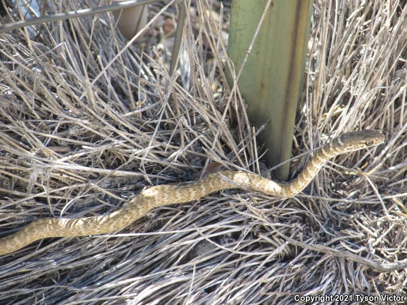 Red Racer (Coluber flagellum piceus)