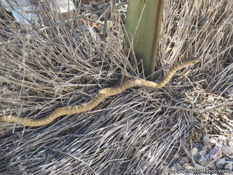 Red Racer (Coluber flagellum piceus)