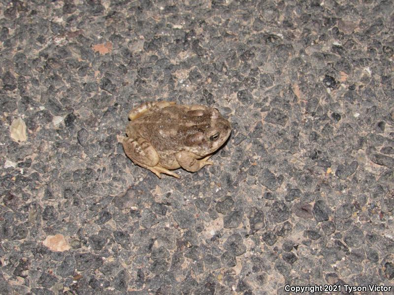 Arizona Toad (Anaxyrus microscaphus)