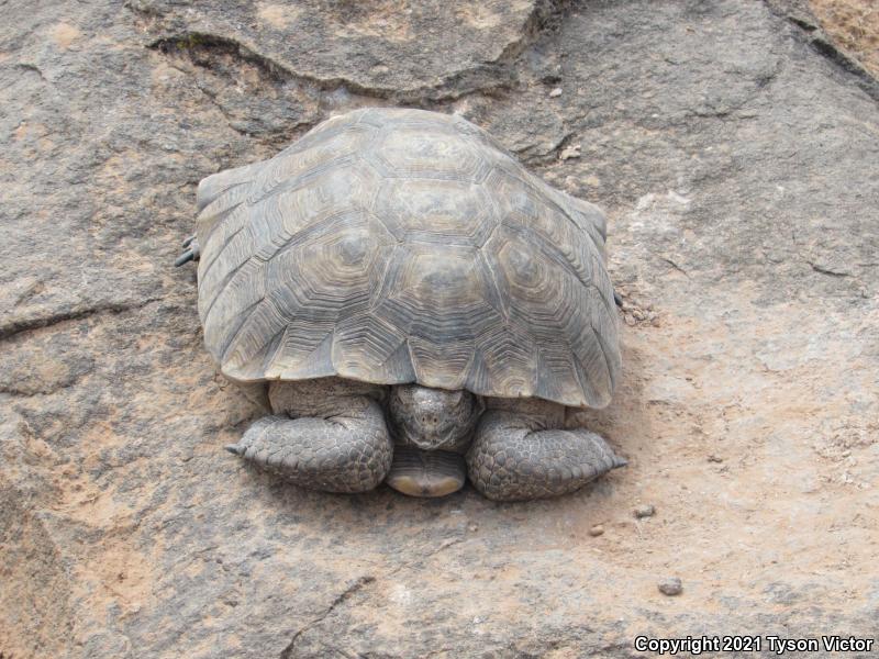 Desert Tortoise (Gopherus agassizii)