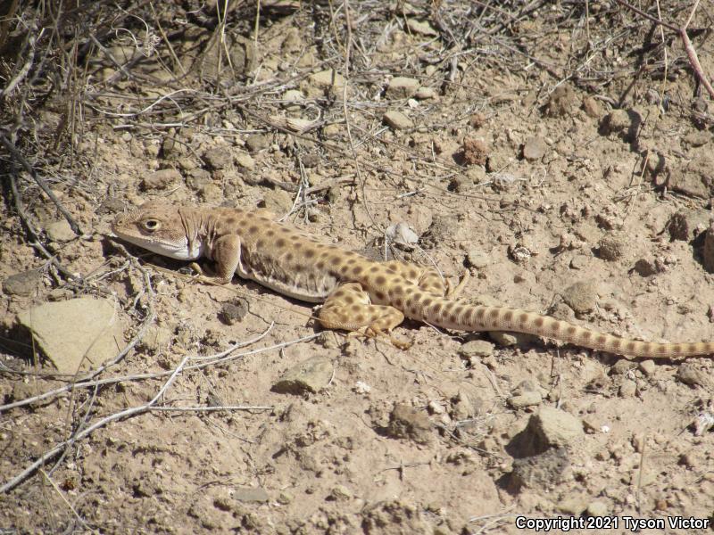 Longnose Leopard Lizard (Gambelia wislizenii)