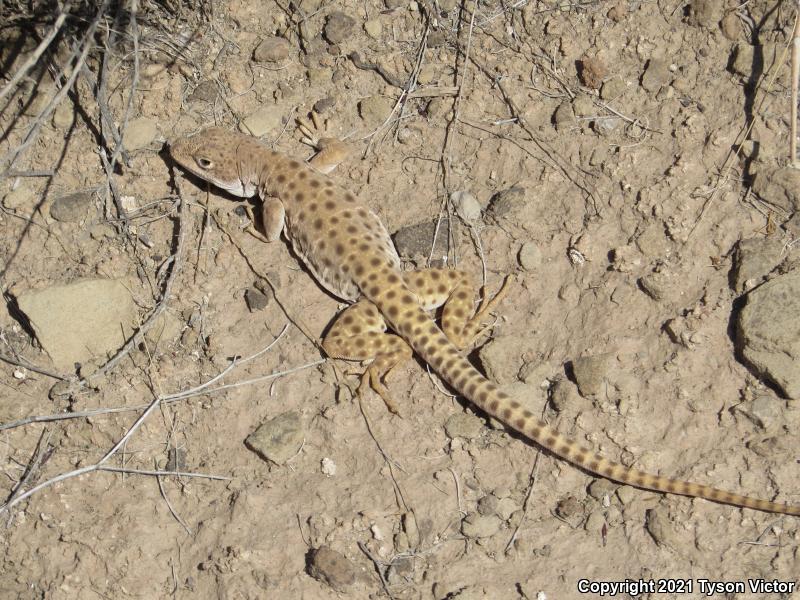 Longnose Leopard Lizard (Gambelia wislizenii)