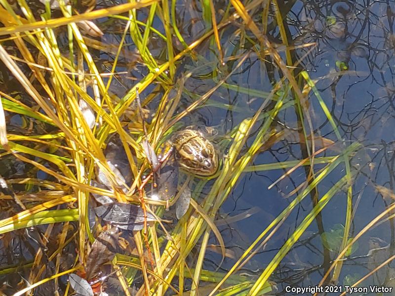 Northern Leopard Frog (Lithobates pipiens)