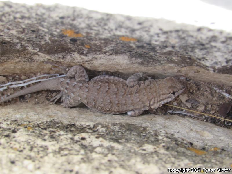 Western Side-blotched Lizard (Uta stansburiana elegans)