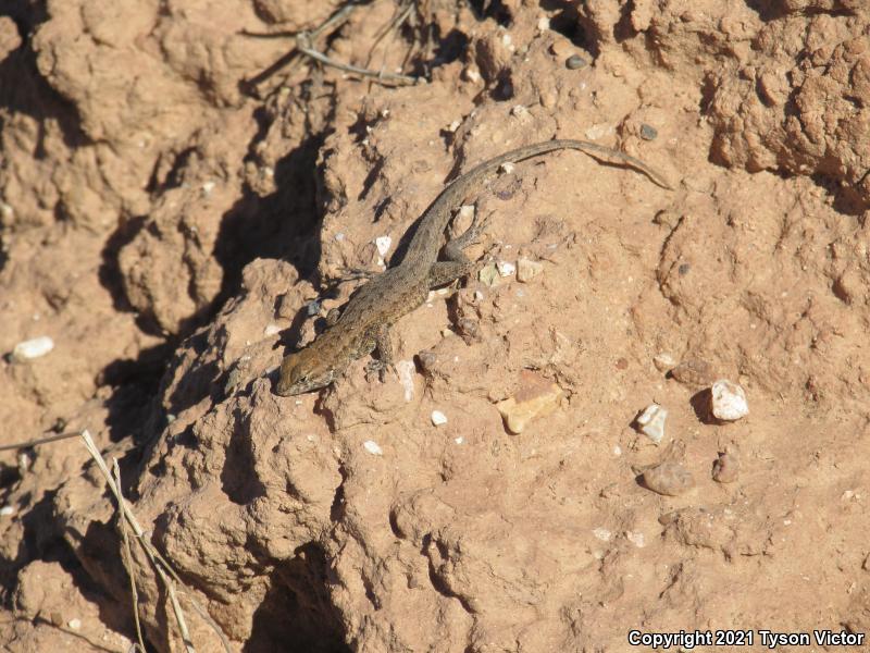 Western Side-blotched Lizard (Uta stansburiana elegans)