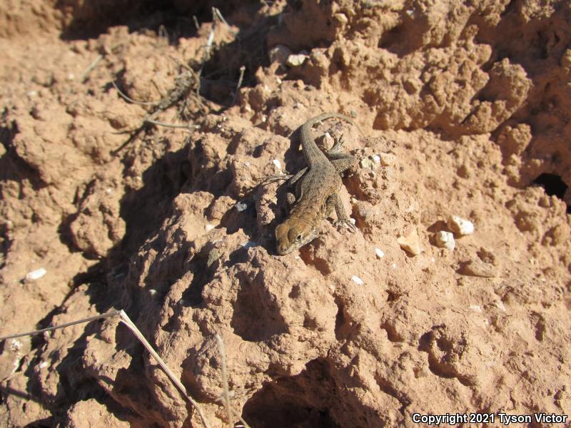 Western Side-blotched Lizard (Uta stansburiana elegans)