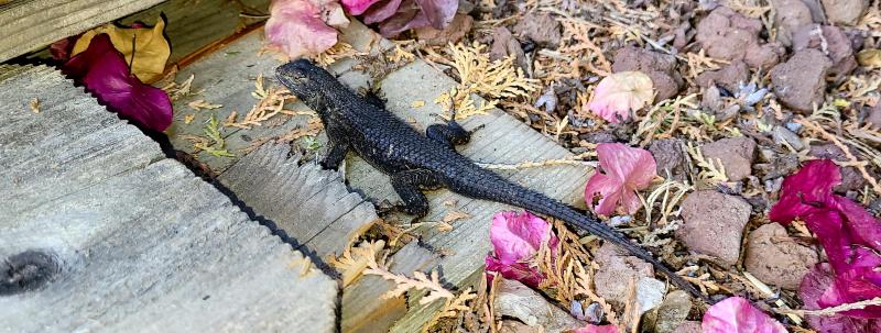 NorthWestern Fence Lizard (Sceloporus occidentalis occidentalis)