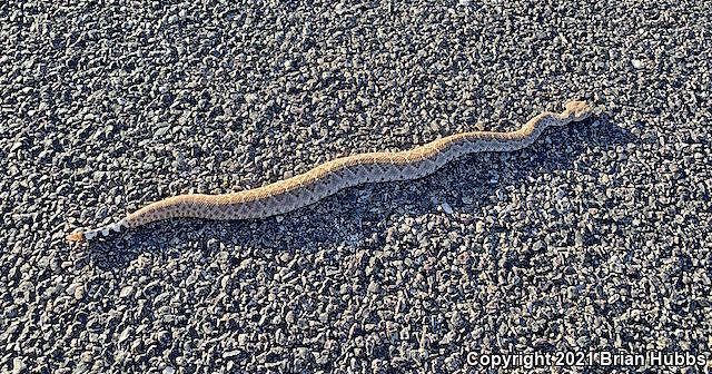 Western Diamond-backed Rattlesnake (Crotalus atrox)