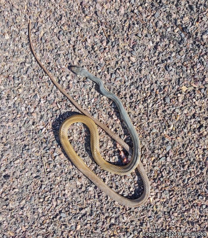 Sonoran Whipsnake (Coluber bilineatus)