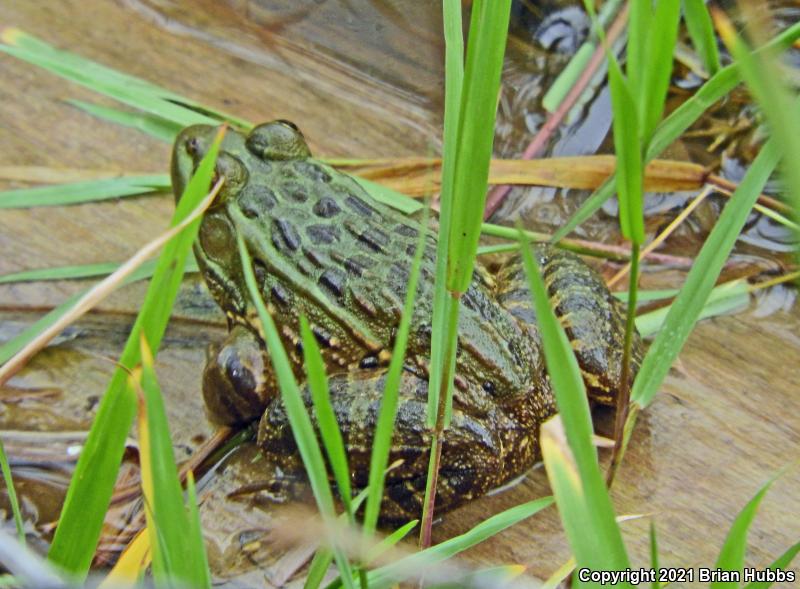 Chiricahua Leopard Frog (Lithobates chiricahuensis)