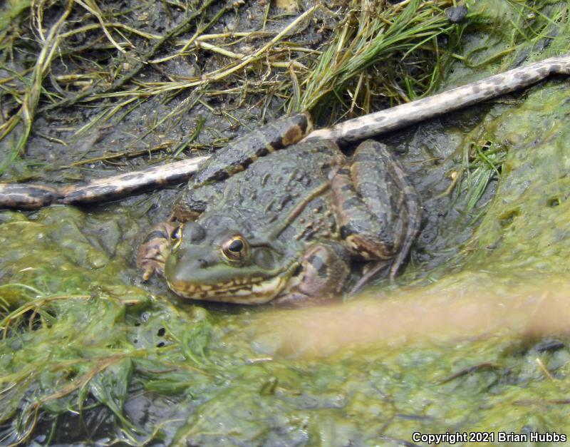 Chiricahua Leopard Frog (Lithobates chiricahuensis)