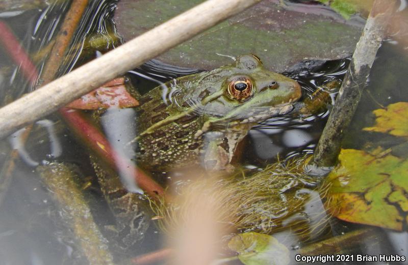 Chiricahua Leopard Frog (Lithobates chiricahuensis)